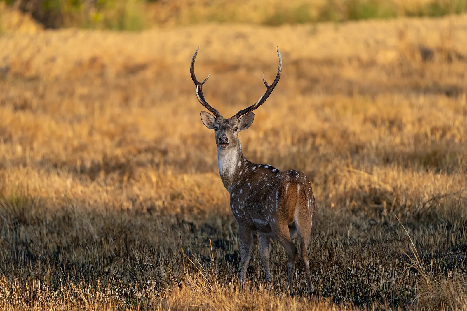 A male spotted deer with large antlers standing in golden grassland at Bardiya National Park