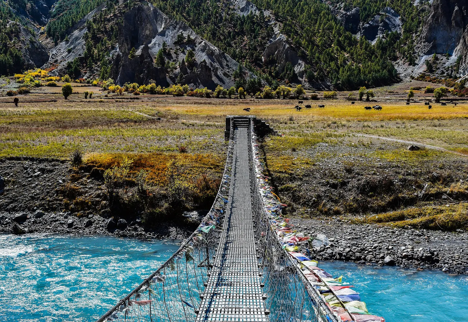 A suspension bridge with prayer flags crossing a turquoise river below dry pine-covered slopes in the Manang valley.