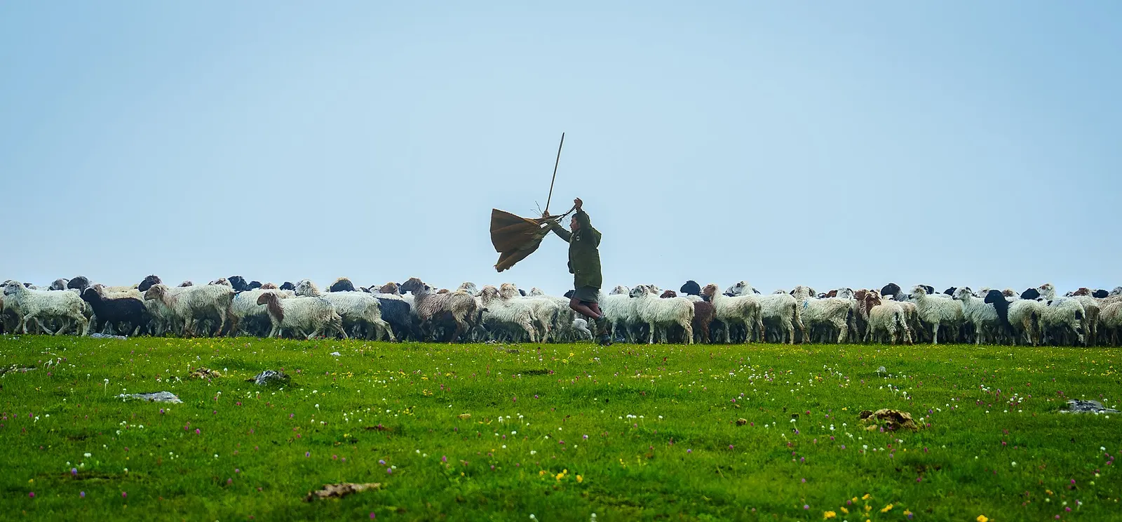 A herder with a large flock of sheep on green summer pasture in Dhorpatan.