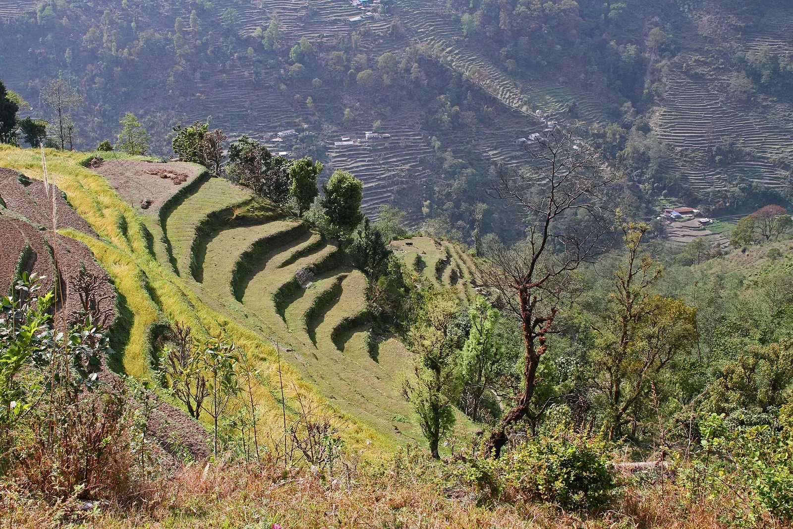 Curving rice terraces on the steep hillside below Landruk village.