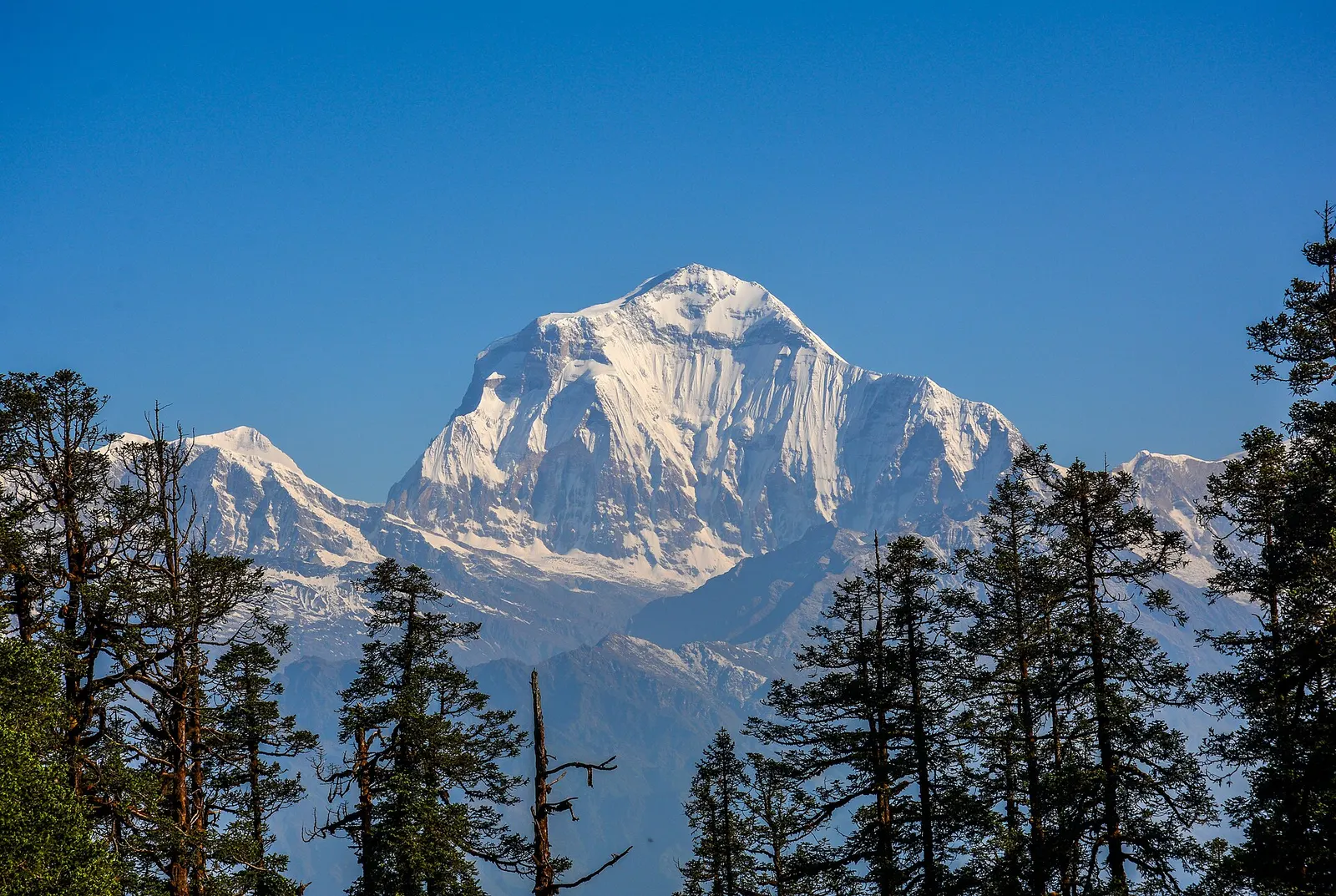 Dhaulagiri rising above a line of fir trees, seen from Mohare Danda.