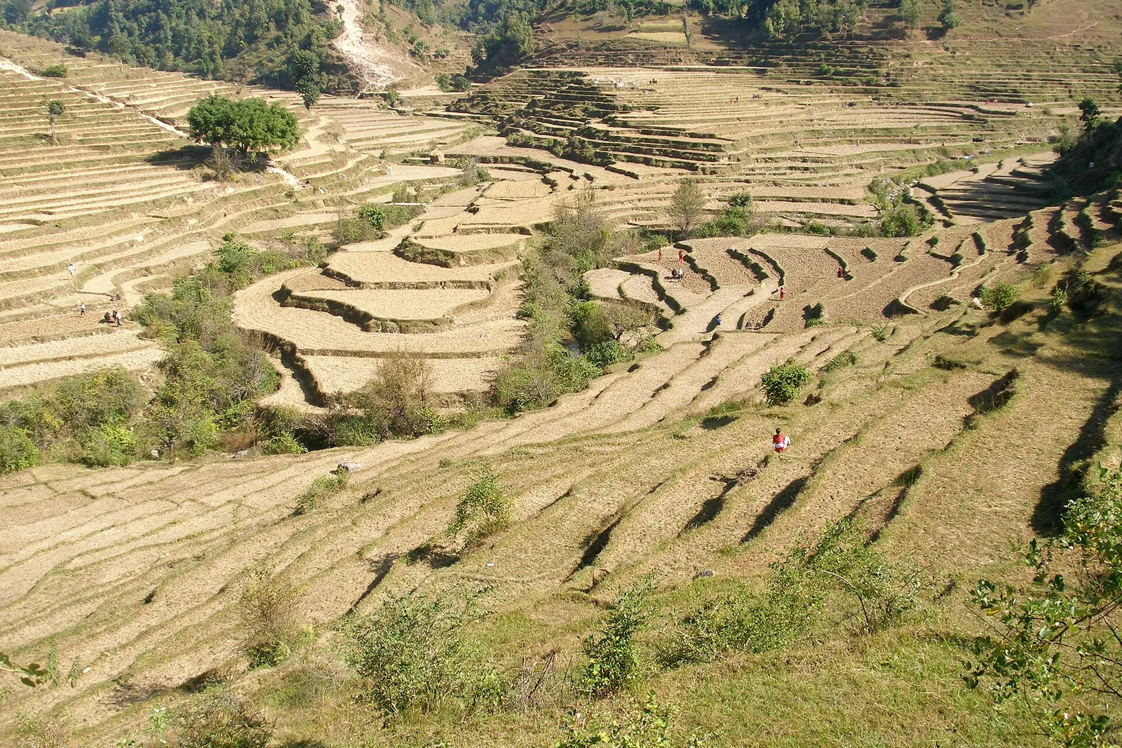 Harvested terraced fields in the countryside around Tansen.