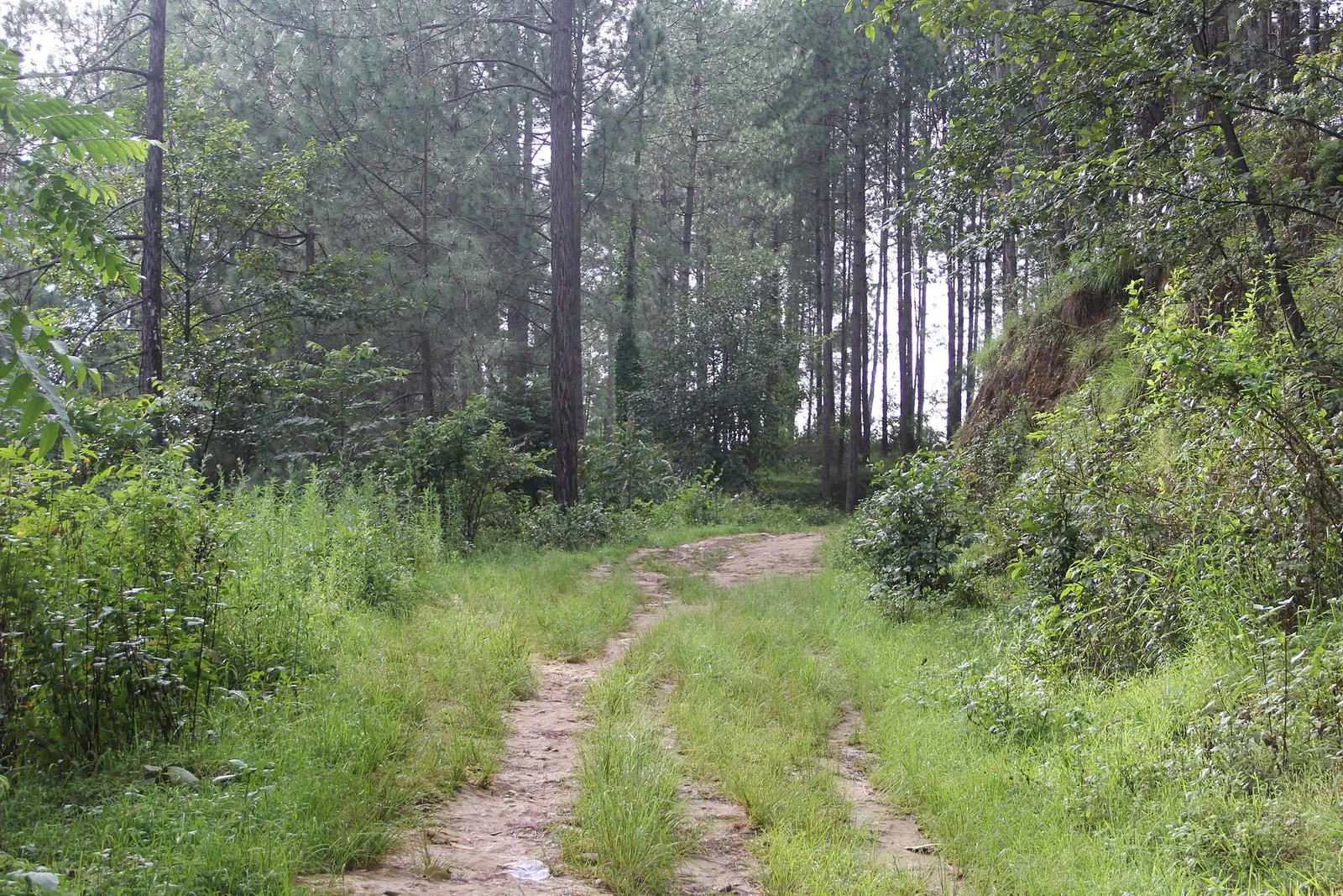 A grassy dirt track leads through tall pine forest on the way to Balthali village.