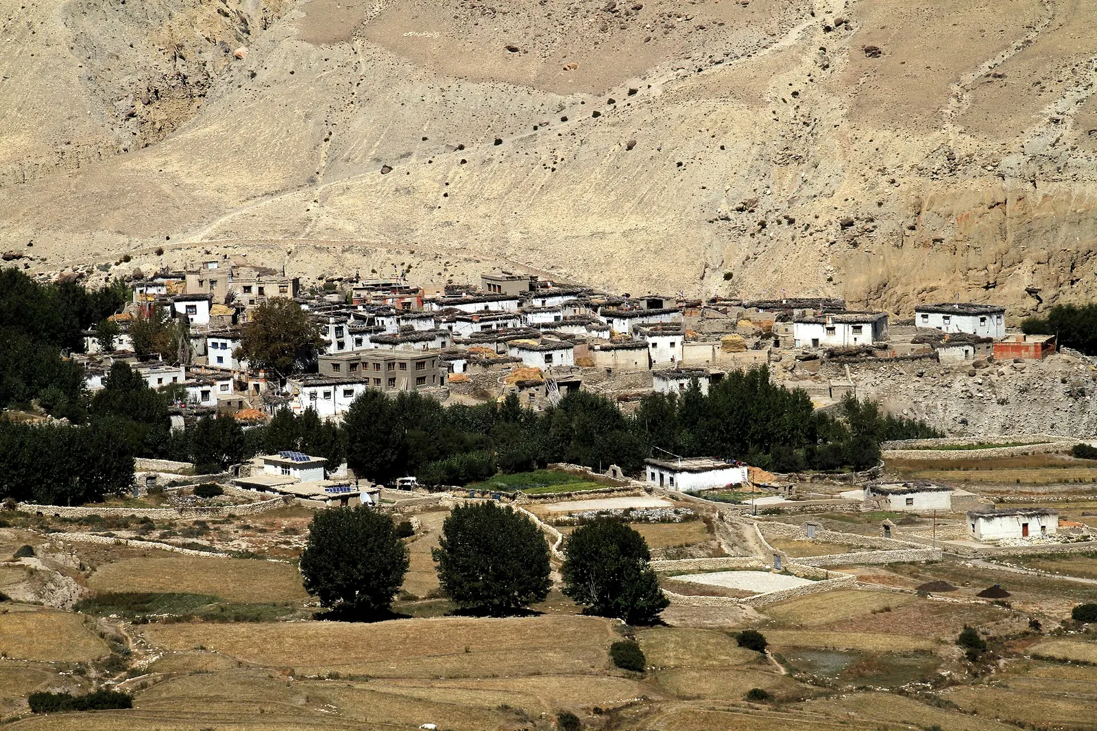 Whitewashed flat-roofed houses of Ghami village in Upper Mustang, with trees and fields below an eroded tan cliff.