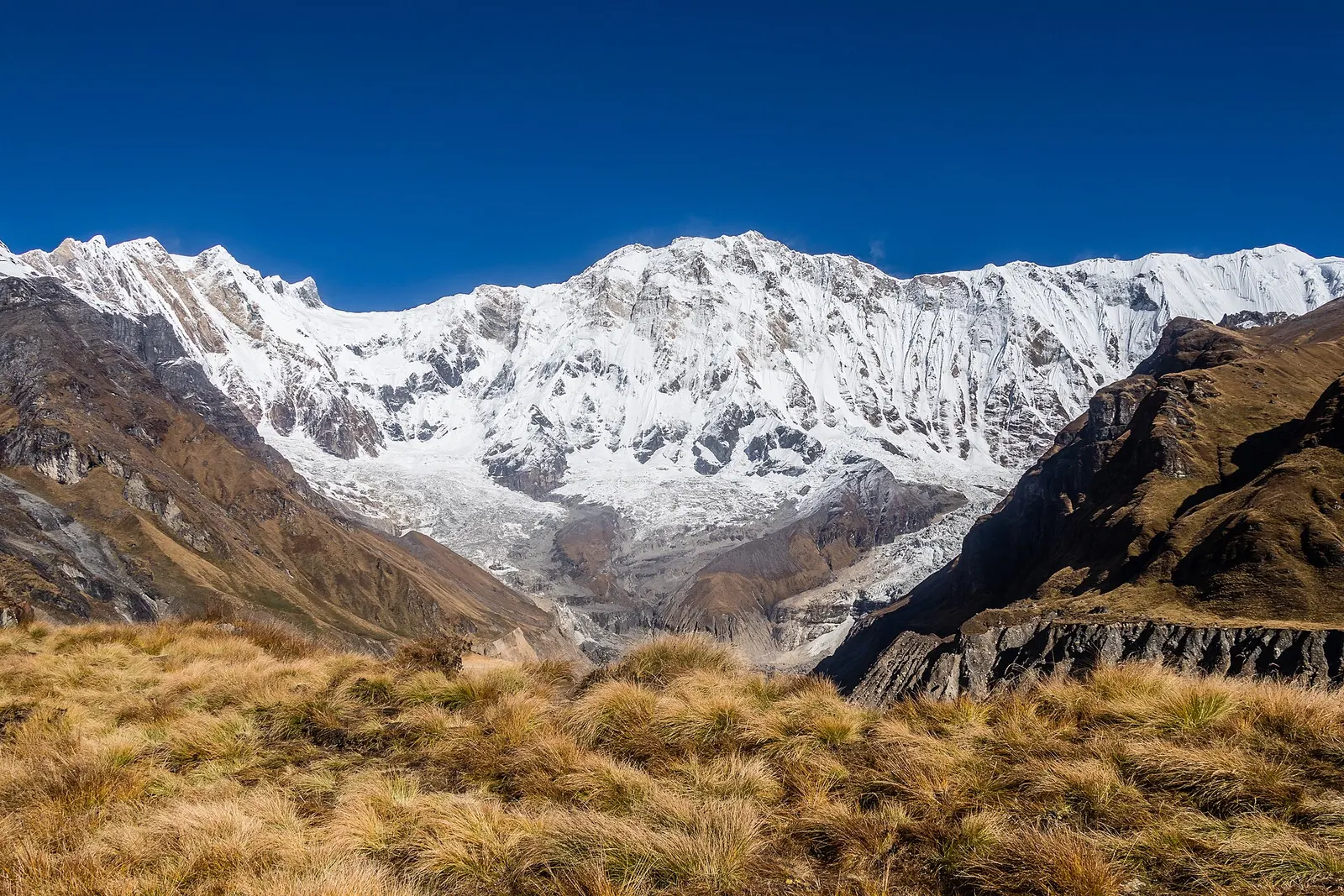 The broad snow-covered south face of Annapurna I rising above golden grass at Annapurna Base Camp