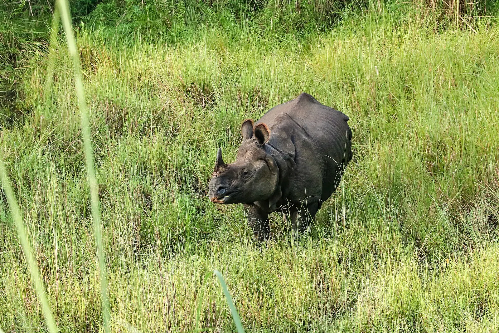 A greater one-horned rhinoceros standing in tall green grass in Chitwan National Park