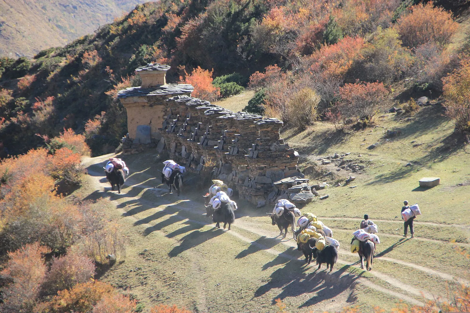 A mule caravan passing a long mani wall among autumn shrubs at Chhekampar in the Tsum Valley.